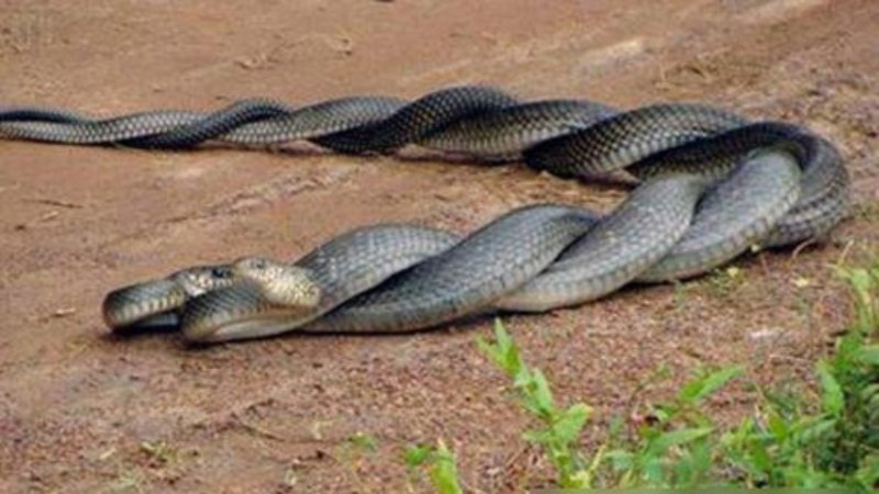 Nằm mơ thấy rắn đánh con gì khi thấy hai con rắn quấn vào nhau