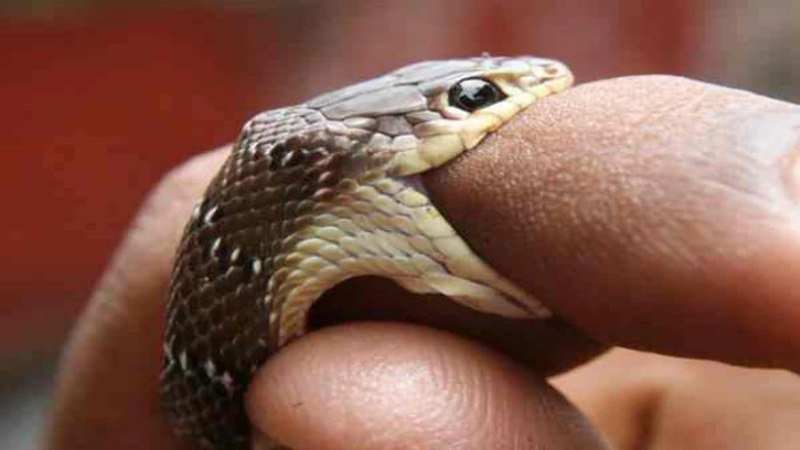 Mơ thấy rắn cắn vào tay là điềm báo xui xẻo