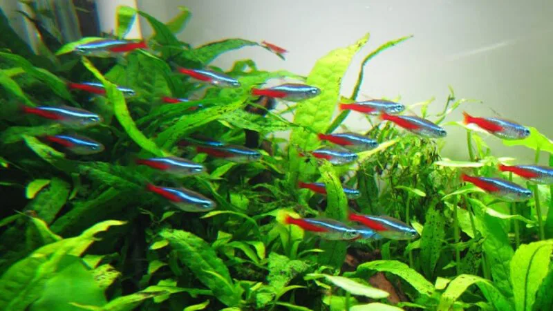 Pasted 63 Ý nghĩa của nằm mơ thấy cá đánh con gì