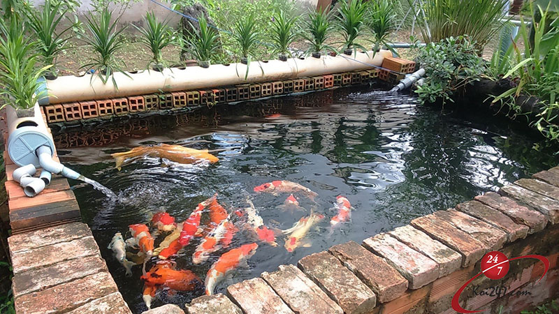 Pasted 67 Trúng giải độc đắc nhờ nằm mơ thấy cá đánh con gì