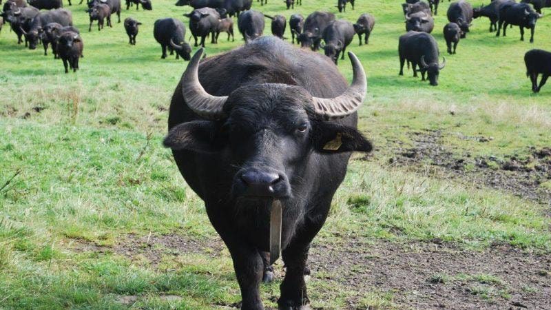 Pasted 71 Nằm mơ thấy trâu đánh lô đề số nào hiệu quả dễ trúng